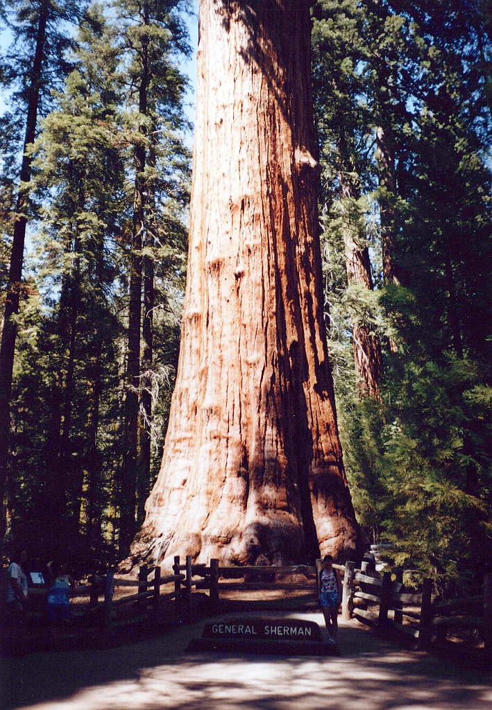 2002 - USA 085 (Sequoia National Park).jpg